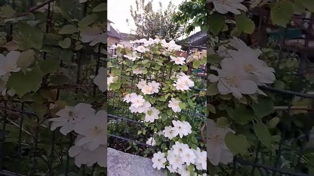 Клематис в цвету очень многодетной мамы Будни Многодеточки