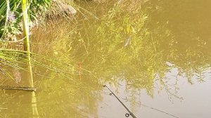 ЗДОРОВЕННЫЕ КАРАСИ В МАЛЕНЬКОМ ПРУДУ . ПОПЛАВОК .