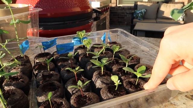 ?Seedlings ?/ 3 Week Update / Growing Indoors смотреть онлайн