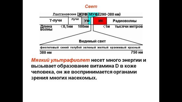 Для чего свет нужен растениям смотреть онлайн