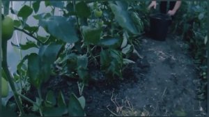 Йод и Зола польза для Томатов и удобрение для всего огорода