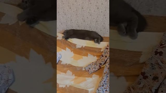 нет горячей воды, костюм "клоуна" смотреть онлайн