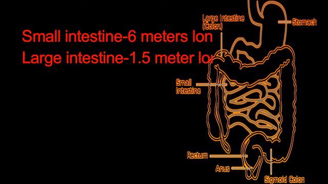 Amazing facts of Internal organ. смотреть онлайн