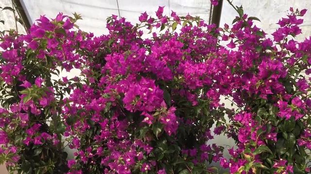 Bougainvillea Sale смотреть онлайн