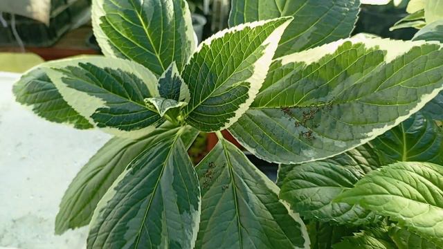 13.09.23Моя тёплая теплица🌿🌿🌿.Новый пристрой! смотреть онлайн