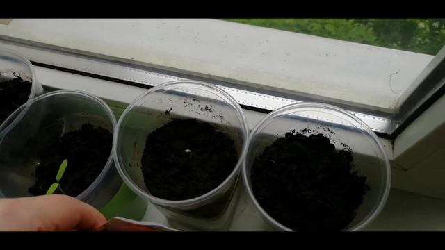 Выращивания томата/Томаты на подоконнике/Как вырастить помидоры круглый год/Эксперимент/1 сезон смотреть онлайн