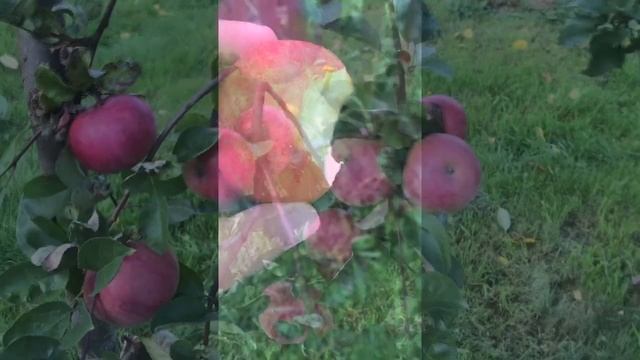 Яблоня в сезоне 2019 год смотреть онлайн