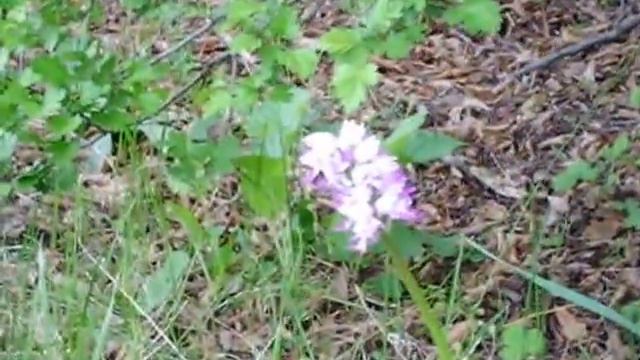 Дива орхидея смотреть онлайн