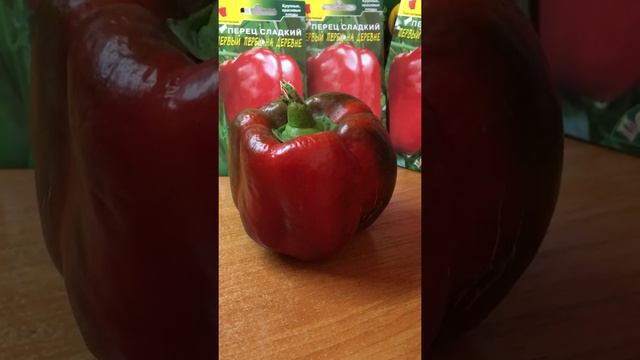 Один из лучших сортов раннего сладкого перца: Первый Перец на деревне #shorts смотреть онлайн