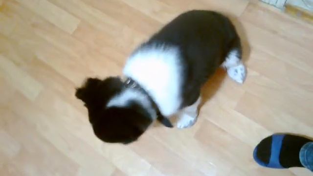 ЩЕНОК СРЕДНЕАЗИАТСКОЙ ОВЧАРКИ ПОЁТ! (SINGING PUPPY). смотреть онлайн