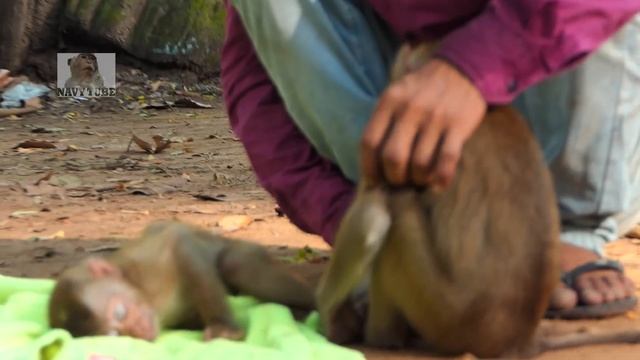 Abandoned Monkey Sovana Surprise And Scream Loudly When She Wake Up&see Rolex Stay Very Close To He