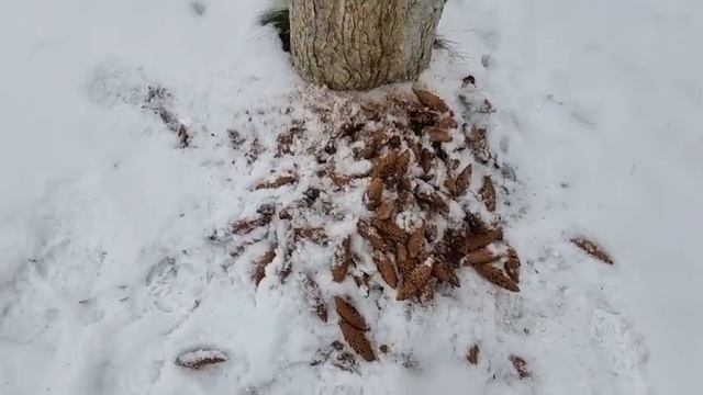 Чьи в деревне шишки? смотреть онлайн