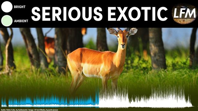 Serious Exotic Background Instrumental | Royalty Free Music смотреть онлайн