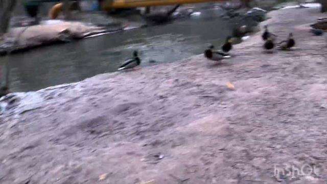 Природный заказник «Долина реки Сетунь». Кормлю уточек (Ноябрь 2023) смотреть онлайн