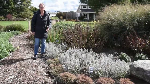 Calamintha nepeta ssp. nepeta | Walters Gardens смотреть онлайн