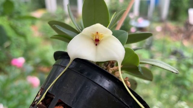Masdevallia Andreettaeana