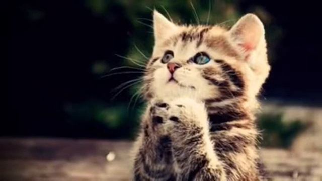 Сборка смешных животных. Ставь ЛАЙК если любишь животных. 😊😘😀😄 смотреть онлайн