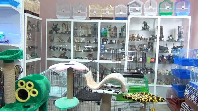 ЗООСАЛОН ТРИТОН  Зоомагазин в Абакане Зоотовары в Абакане  Товары для животных  Магазины Абакана