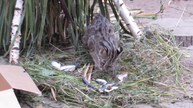 Дальневосточная кошка кушает рыбу, а котята запрятались 26.07.2019 смотреть онлайн