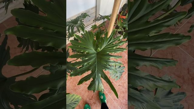 Look at this philodendron dragon 🐉 #plant s nt смотреть онлайн