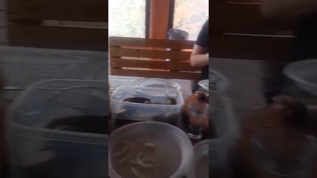 Сакит Самедов - Чаки Чаки борони 2021. Вечный хит смотреть онлайн
