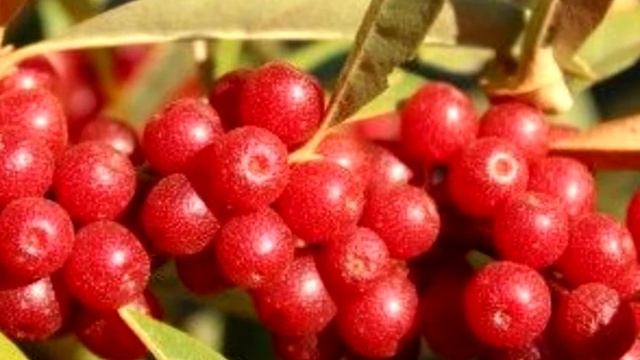 Каковы лечебные свойства ягоды гуми? смотреть онлайн