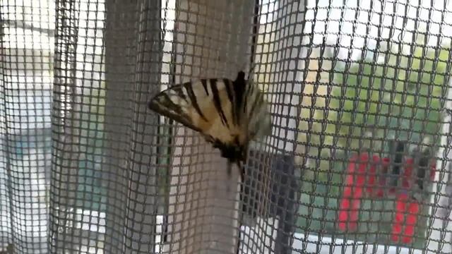 Бабочка махаон /Butterfly Papilio machaon смотреть онлайн