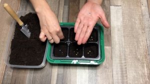 Как посеять острый перец на рассаду