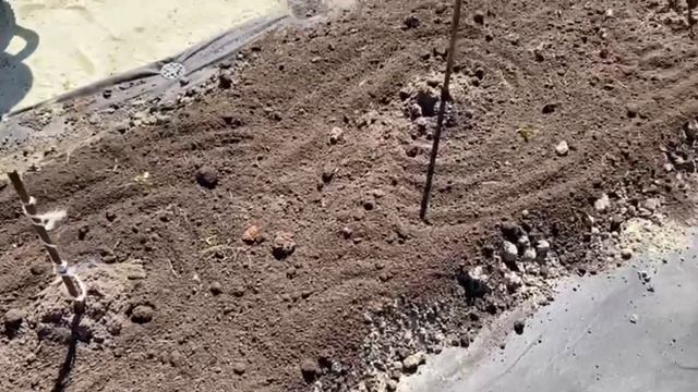 Высаживаю свои черенки гортензий. Как размножать гортензии метельчатые