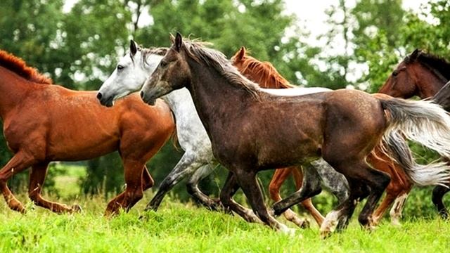 Конь начал топтать гроб во время похорон! Когда тот треснул люди услышали плач! смотреть онлайн
