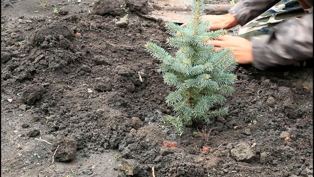 Как пересадить ель осенью? Пересадка ели голубой - сажаем с мульчированием хвойным опадом смотреть онлайн
