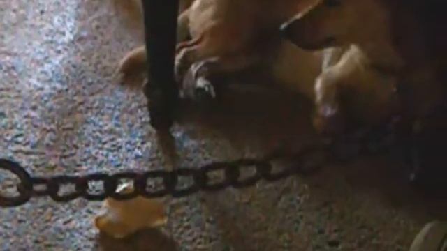 How to steal a bone (Dice's strategy) смотреть онлайн