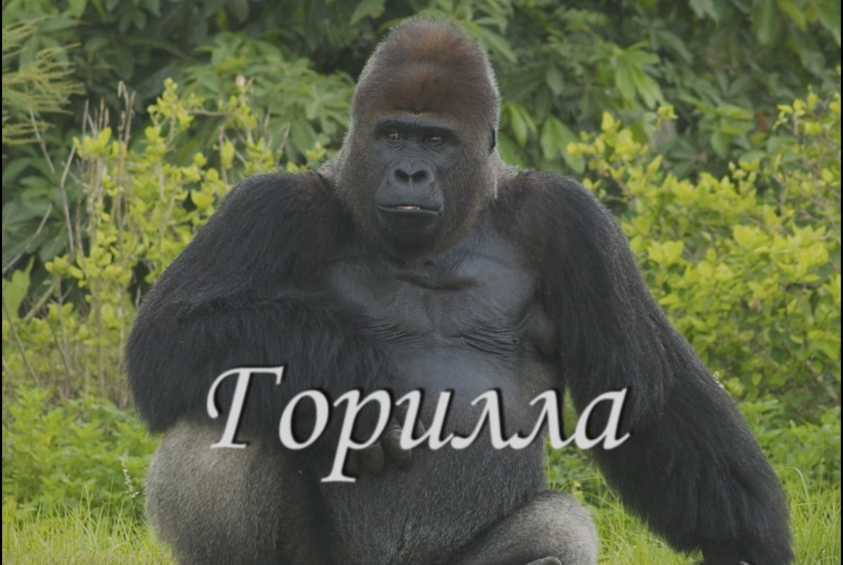 Горилла смотреть онлайн