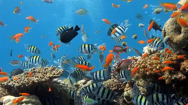 Мальдивиана Чунга Чанга смотреть онлайн