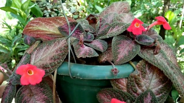 EPISCIA 