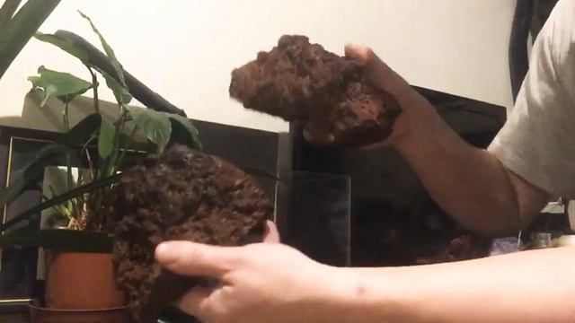 Запуск аквариума. Нанокубик 14 литров + ВАБИКУСЫ смотреть онлайн