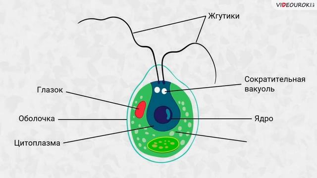 16 Зелёные водоросли, их многообразие, строение, среда обитания смотреть онлайн