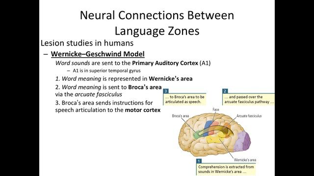 Neuropsychology 11.3: Neuroscience of Language смотреть онлайн