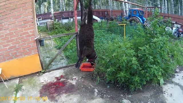 Живодеры отрезали голову барану я страдаю в одиночестве смотреть онлайн