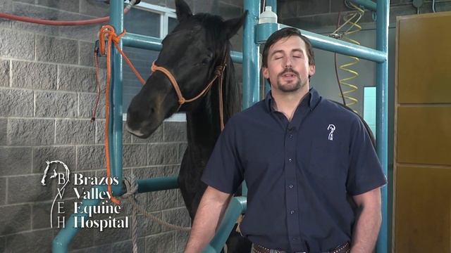 Equine Stifle Problems смотреть онлайн