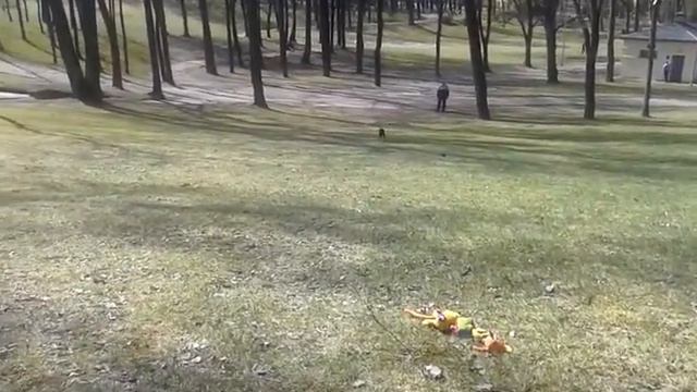 Празжский крысарик на охоте! смотреть онлайн