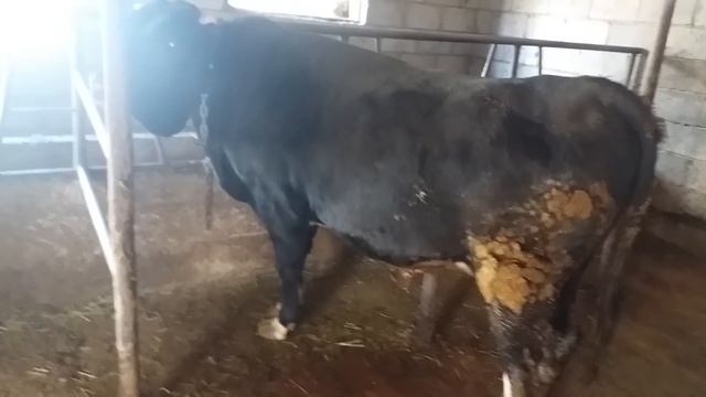 (29)как выбрать быка на откорм смотреть онлайн