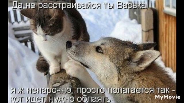 смешные картинки смотреть онлайн