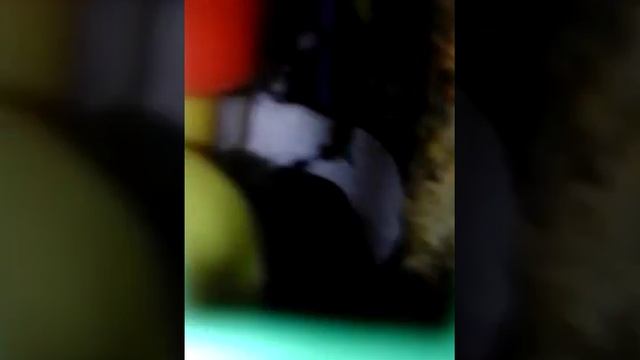 Что едят мои джунгарики?? смотреть онлайн