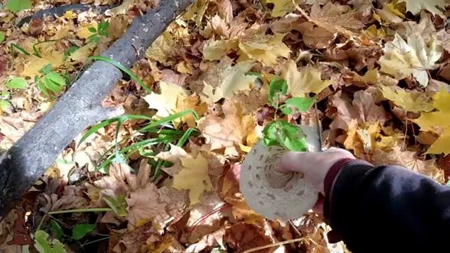 Набили мешки Грибами Осенние опята и Зонты в лесах Самарской области