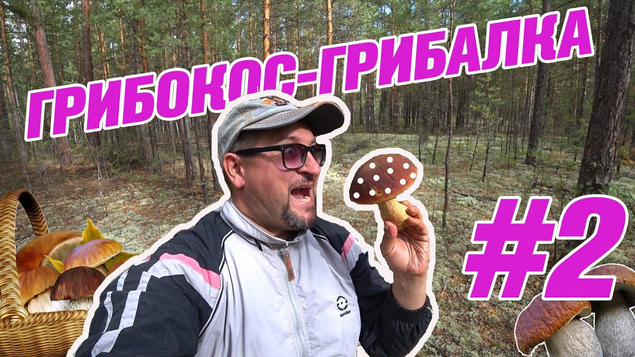 #2 БЕШЕНСТВО ГРИБОВ / ГРИБОКОС-ГРИБАЛКА / 100 литров БЕЛЫХ!!!