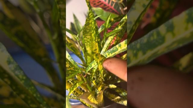 🌱👧🏻Taking care of ‘Gold Star Croton’ Kid’s Version 👧🏻 🌱 смотреть онлайн