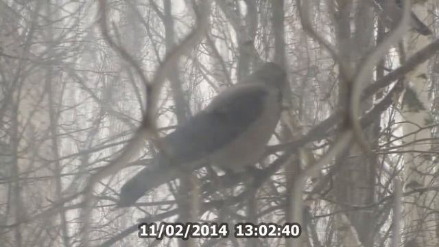 Winter.Crow смотреть онлайн