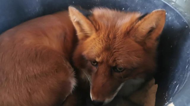 Лис Альф ведет себя как большой рыжий кот смотреть онлайн