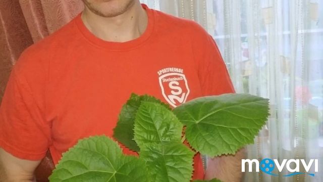 Павловния. От семечки до дерева, этапы роста, сезон 2019 смотреть онлайн